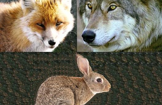 wolf-cld-system-thinking